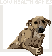 Low Health Games logo: a dog leaning out of a frame